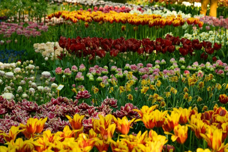 20 Flowering Plants Worth Growing: Botany, Chemistry, and What Makes Each One Remarkable