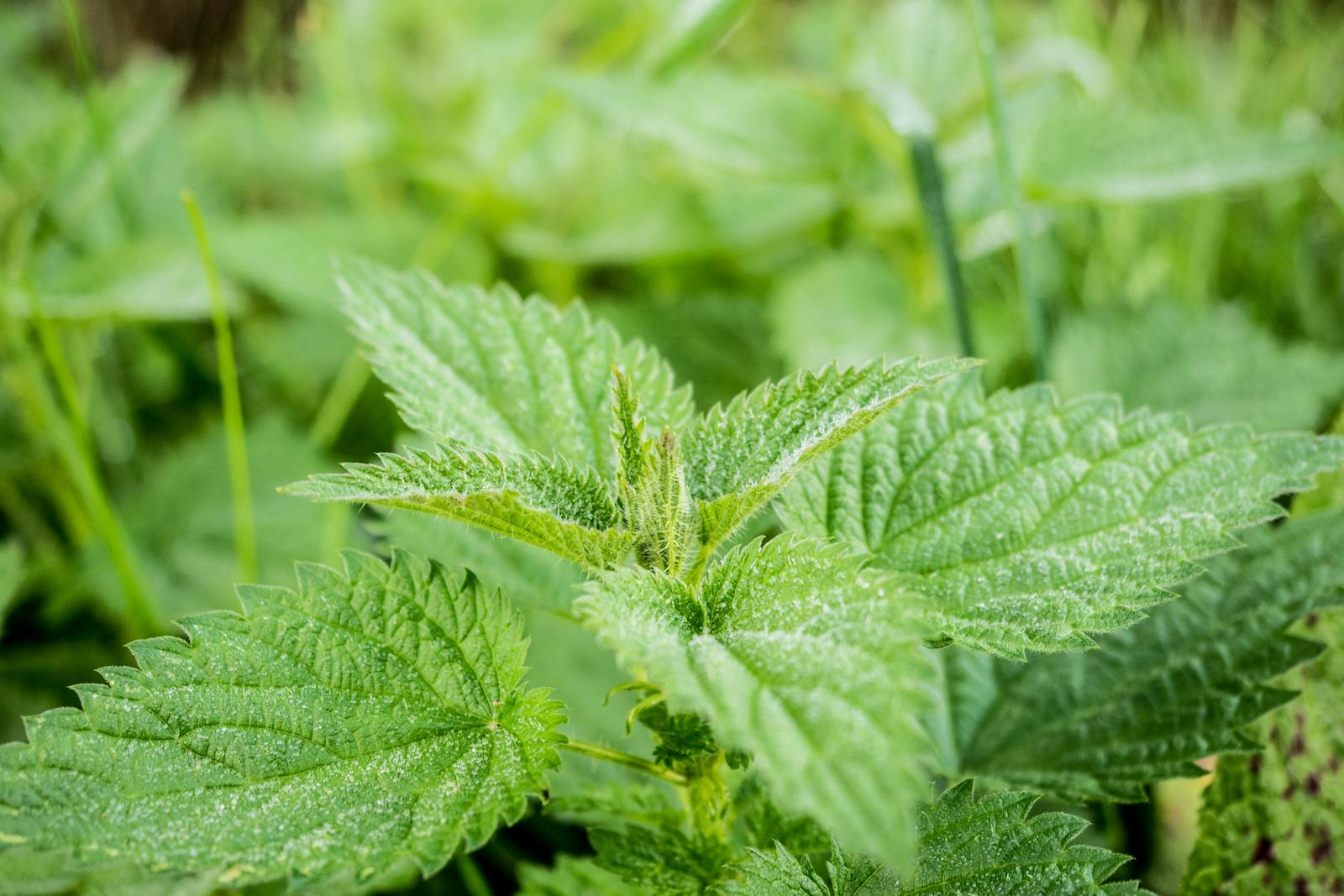 Close up of Urtica dioica stinging nettle leaves showing characteristic serrated margins and surface trichomes where flavonoids vitamins and mineral compounds accumulate in leaf tissue