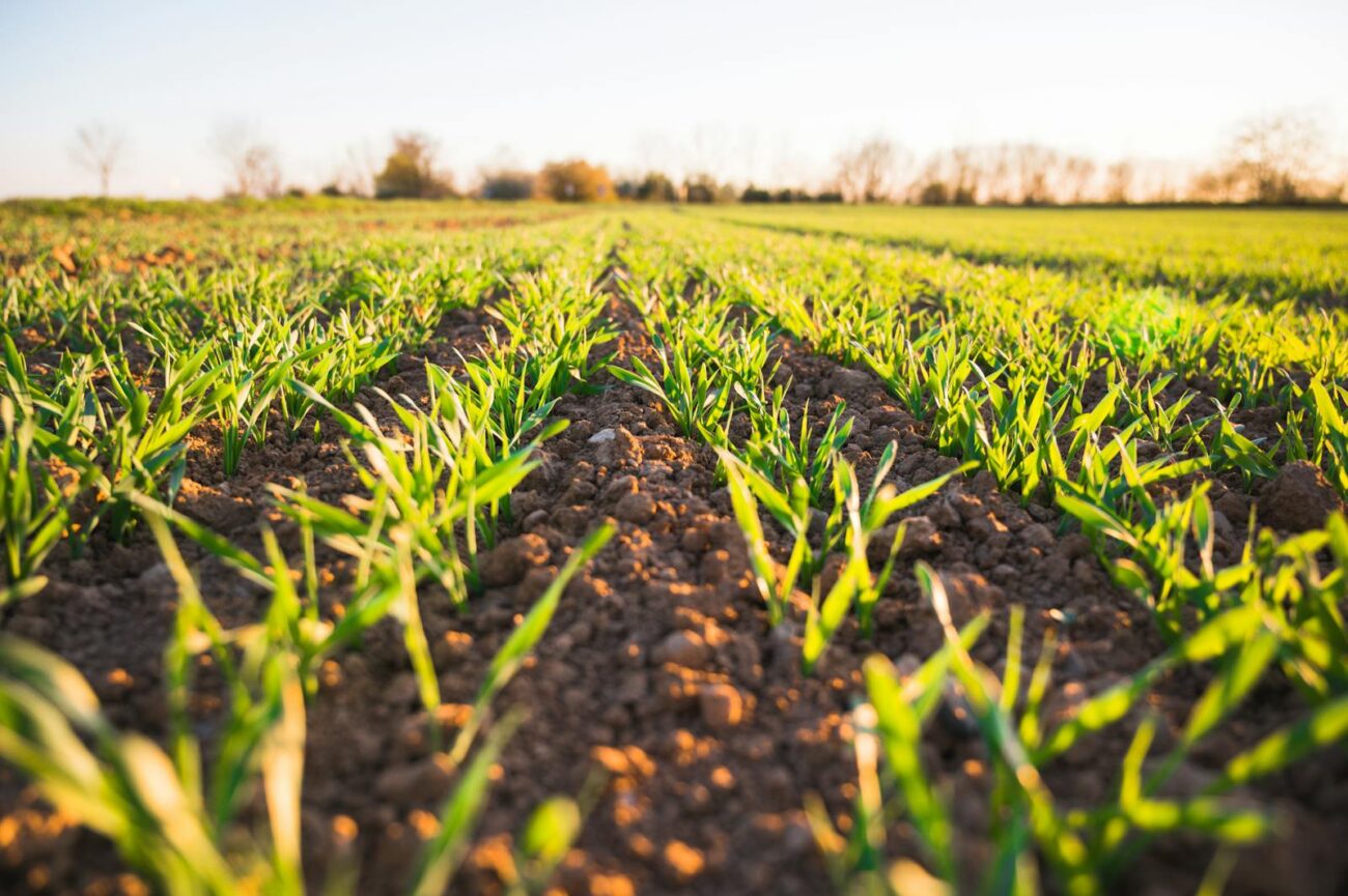 Young crop seedlings emerging from fertile soil showing the soil carbon dynamics and agricultural land management that determine food production carbon footprint