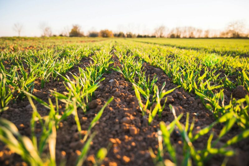 The Soil Carbon Cost of Your Food: What Biogeochemistry Tells Us About Sustainable Eating.