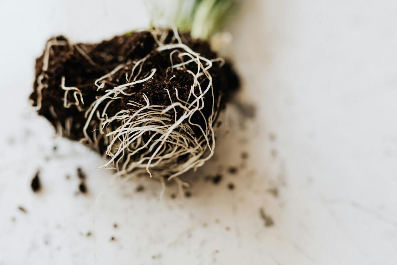 Plant root system showing fine root hairs and soil contact where soil temperature and microbial activity determine carbon cycling efficiency and plant secondary metabolite production quality