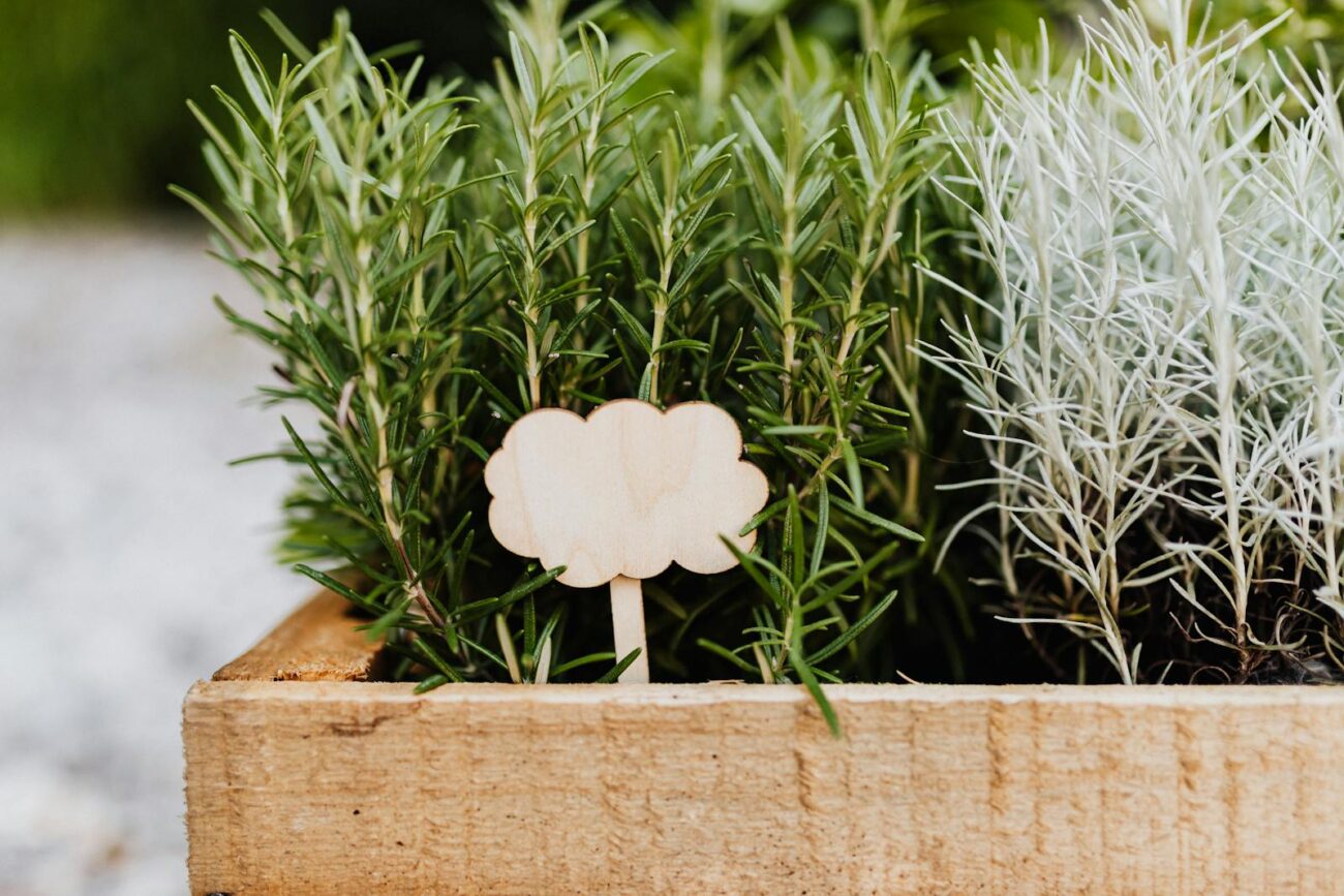 Rosemary Salvia rosmarinus and herb plants growing in wooden planter box showing cultivated herb growing conditions that influence secondary metabolite accumulation and phytochemical concentration in medicinal plant species
