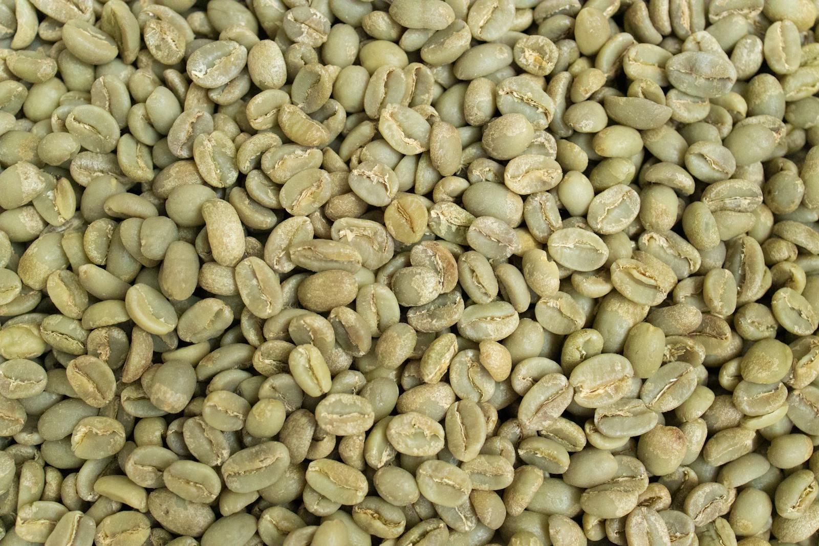 Green unroasted Coffea arabica coffee beans showing high chlorogenic acid phenylpropanoid content before roasting transforms secondary metabolite chemistry through Maillard reactions and caramelisation