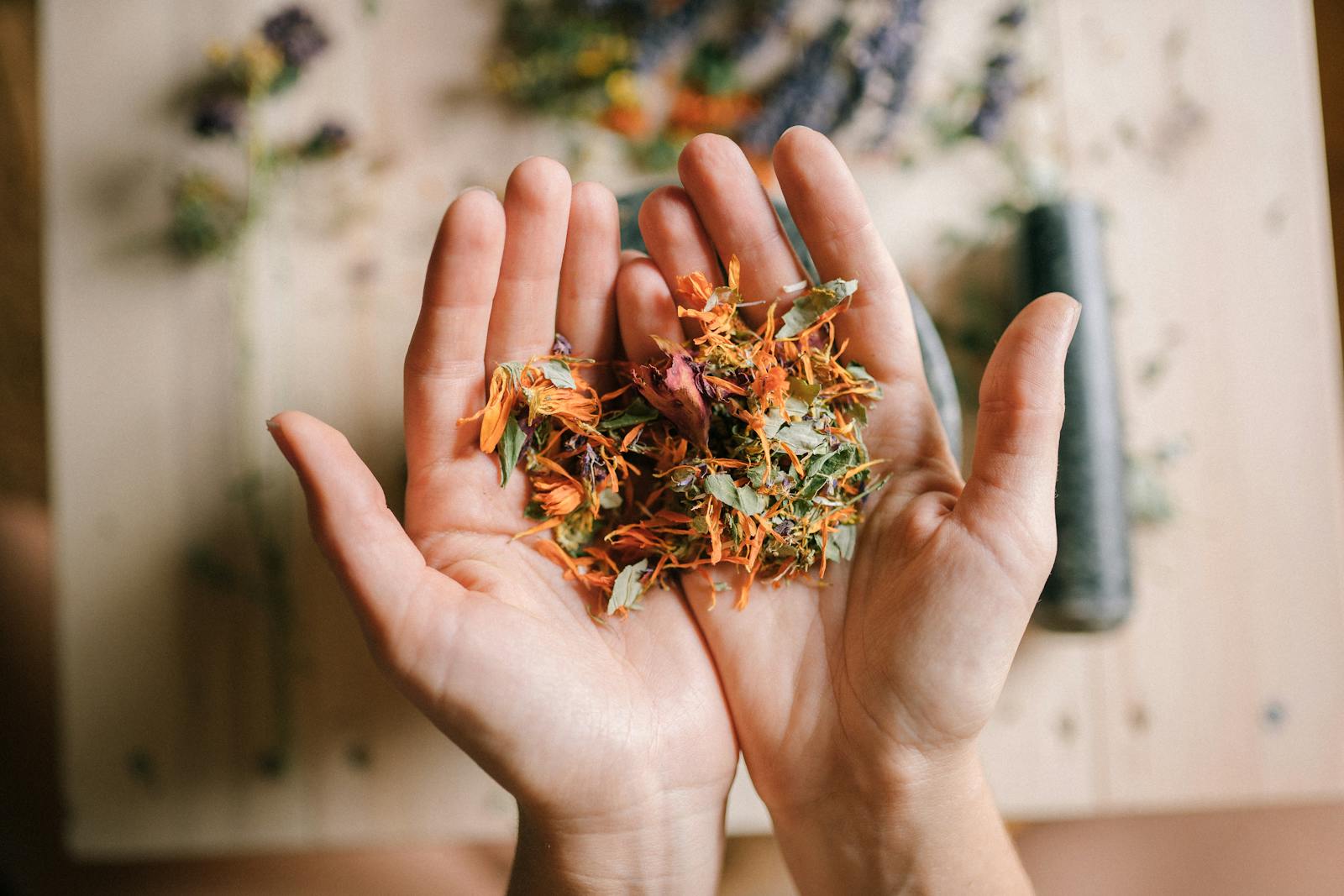 Hands holding dried medicinal herb mixture including calendula and lavender petals showing plant secondary metabolites including flavonoids triterpenoids and phenolic compounds used in botanical wellness applications.
