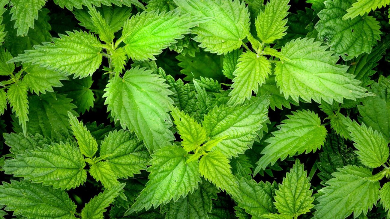 Urtica dioica stinging nettle leaves showing serrated leaf margins and trichomes containing bioactive flavonoids and mineral compounds with documented traditional and ethnobotanical use as medicinal plant