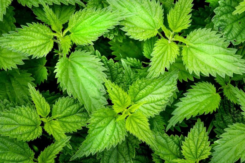 Forgotten Herbs in Your Backyard With Real Scientific Potential.
