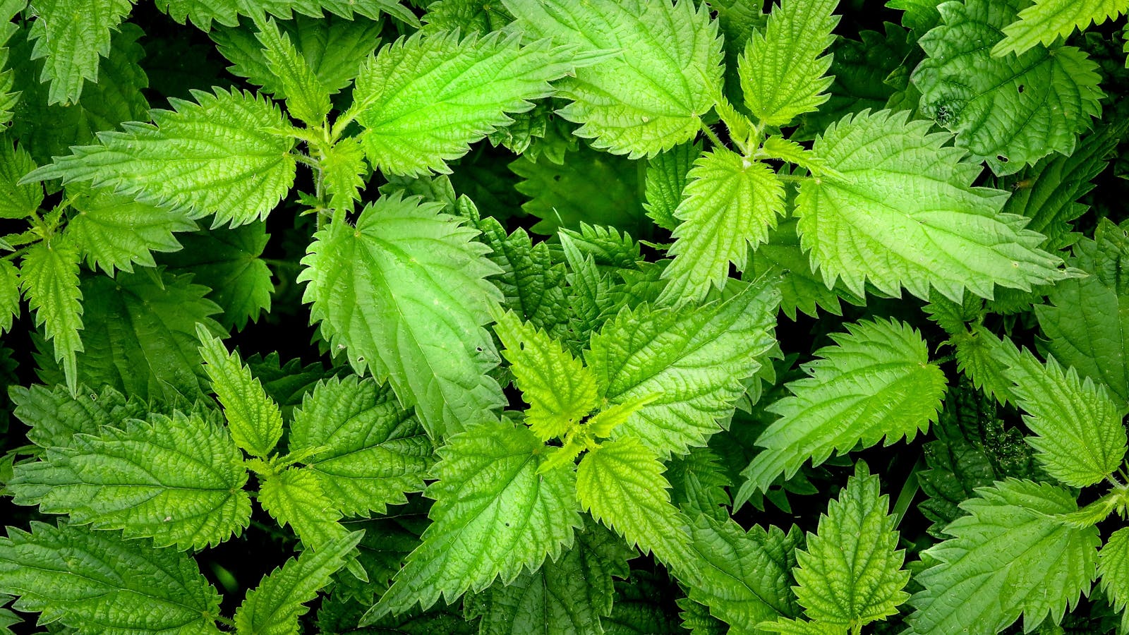 Urtica dioica stinging nettle leaves showing serrated leaf margins and trichomes containing bioactive flavonoids and mineral compounds with documented traditional and ethnobotanical use as medicinal plant