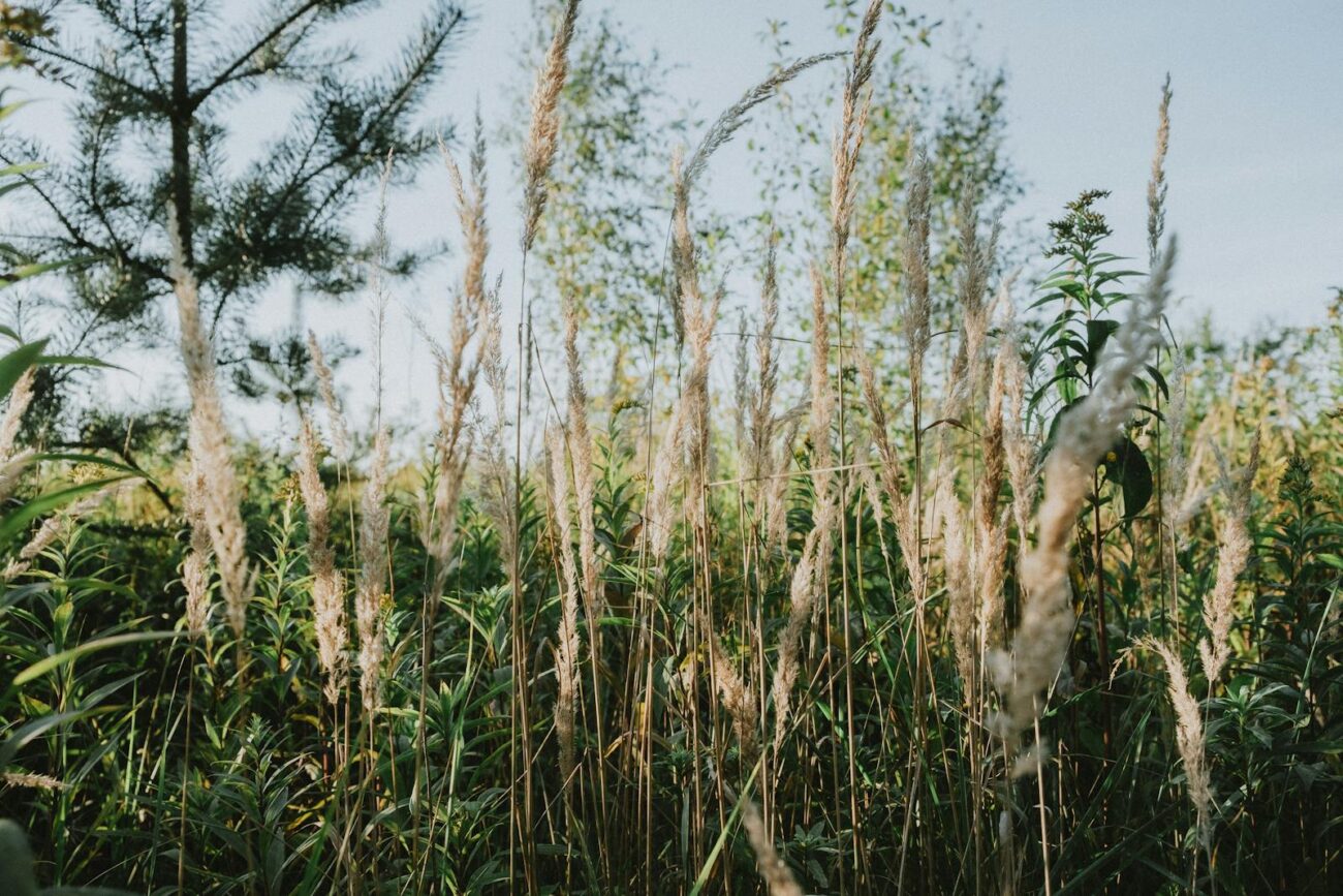 Wild plants and grasses growing in natural uncultivated habitat where ecological stress from nutrient competition UV exposure and herbivory drives higher secondary metabolite production compared to cultivated herbs in optimised garden conditions