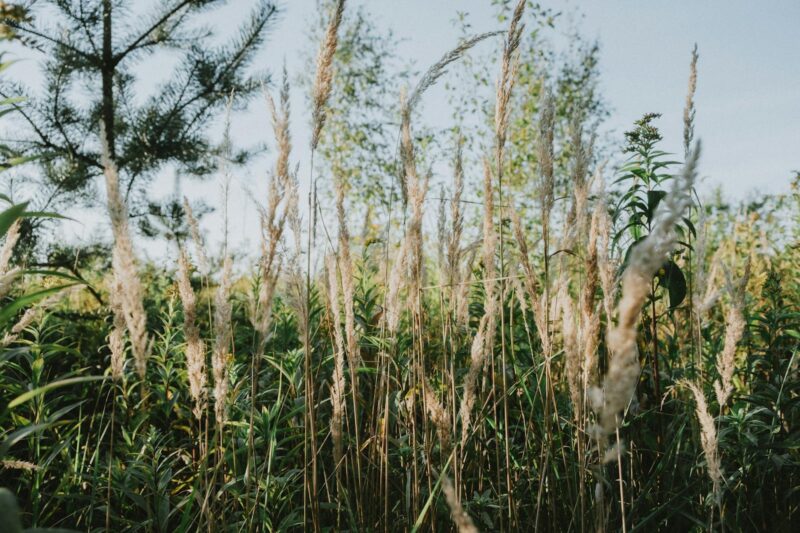 Why Wild Harvested Herbs Are Often More Potent: The Stress Chemistry Explanation
