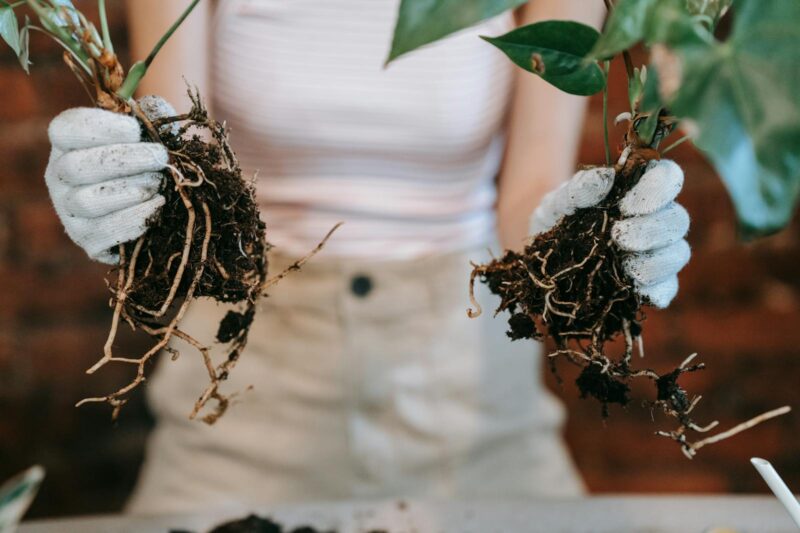 The Role of Soil Microbes in Herbal Potency: What the Rhizosphere Chemistry Actually Shows.