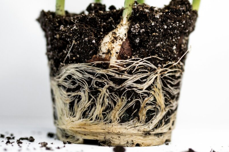 Herbal Terroir: How Soil Microbes Determine Medicinal Plant Potency