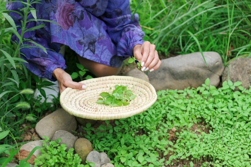 The Secret of Herb Potency: Picking at the Right Time?