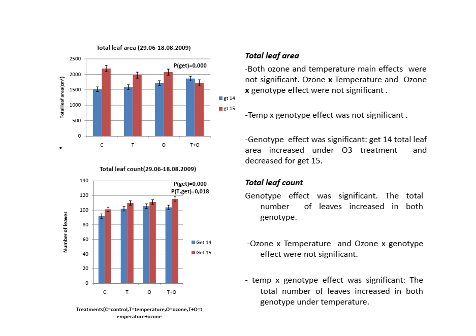 Silver birch total leaf area and leaf count results for genotypes gt14 and gt15 under ozone and temperature treatments showing genotype specific responses to elevated ozone exposure
