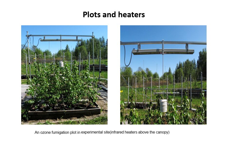 Open-air ozone fumigation plots with infrared heaters mounted above silver birch canopy at Ruohoniemi experimental field site near Kuopio