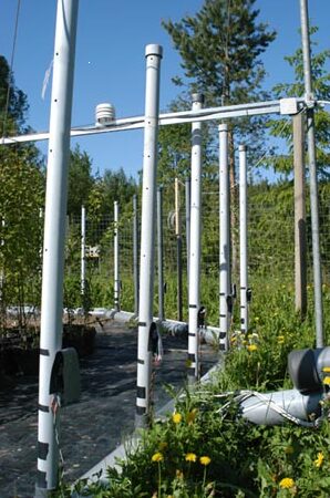 Ozone fumigation vertical tube system at Ruohoniemi open-air field site showing silver birch experimental plots with ozone delivery infrastructure used to measure plant responses to elevated ozone and temperature stress
