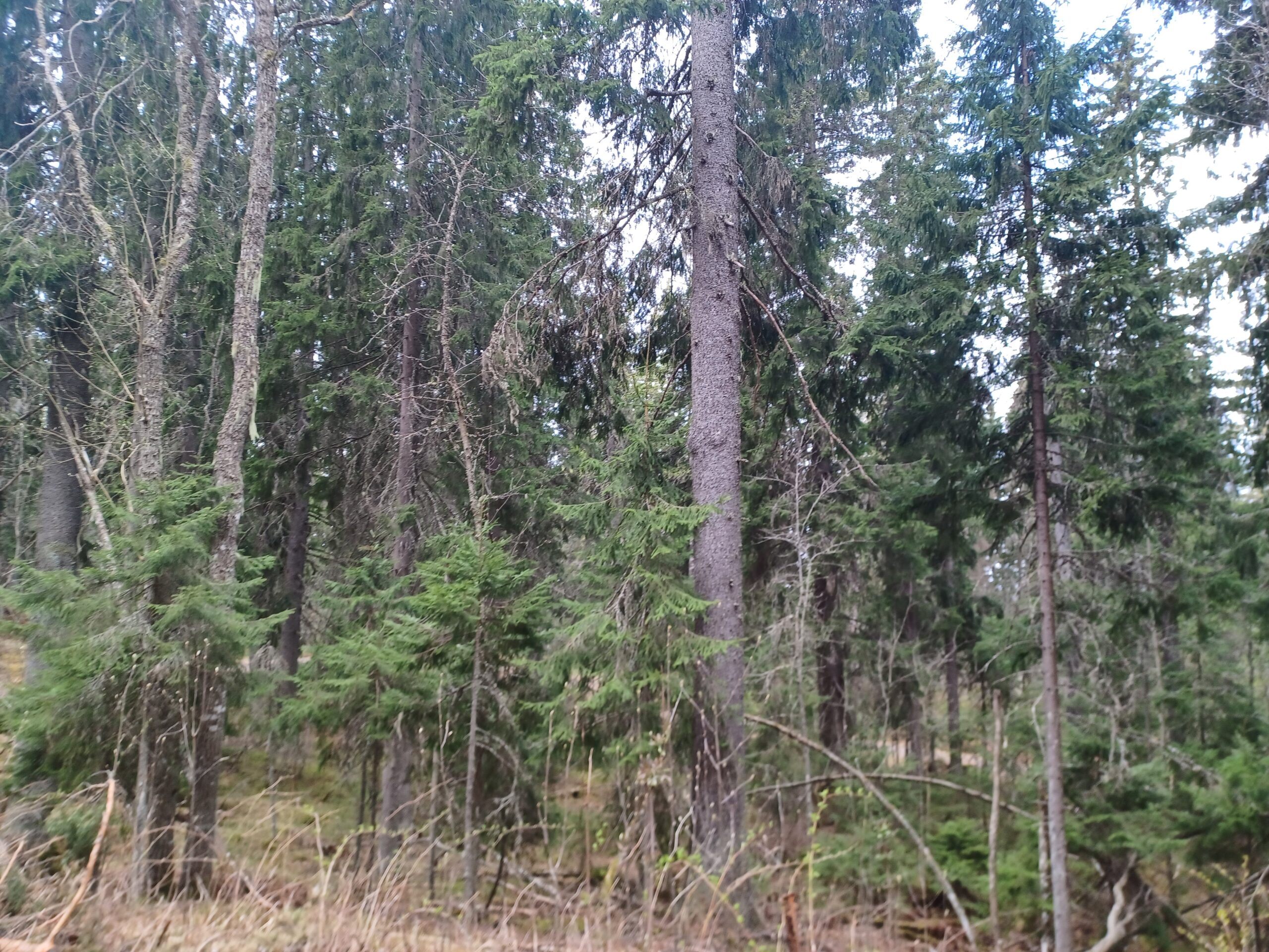 Mixed conifer forest interior Pine or spruce boreal forest interior in Finland showing mature conifer canopy with moss ground cover and natural dead wood accumulation on undisturbed forest floor