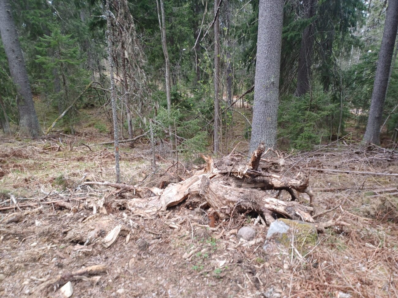 Pine or spruce tree root base and lower stem in Finnish boreal forest showing root zone where ectomycorrhizal fungal hyphae colonise root tissue extending nutrient access through soil