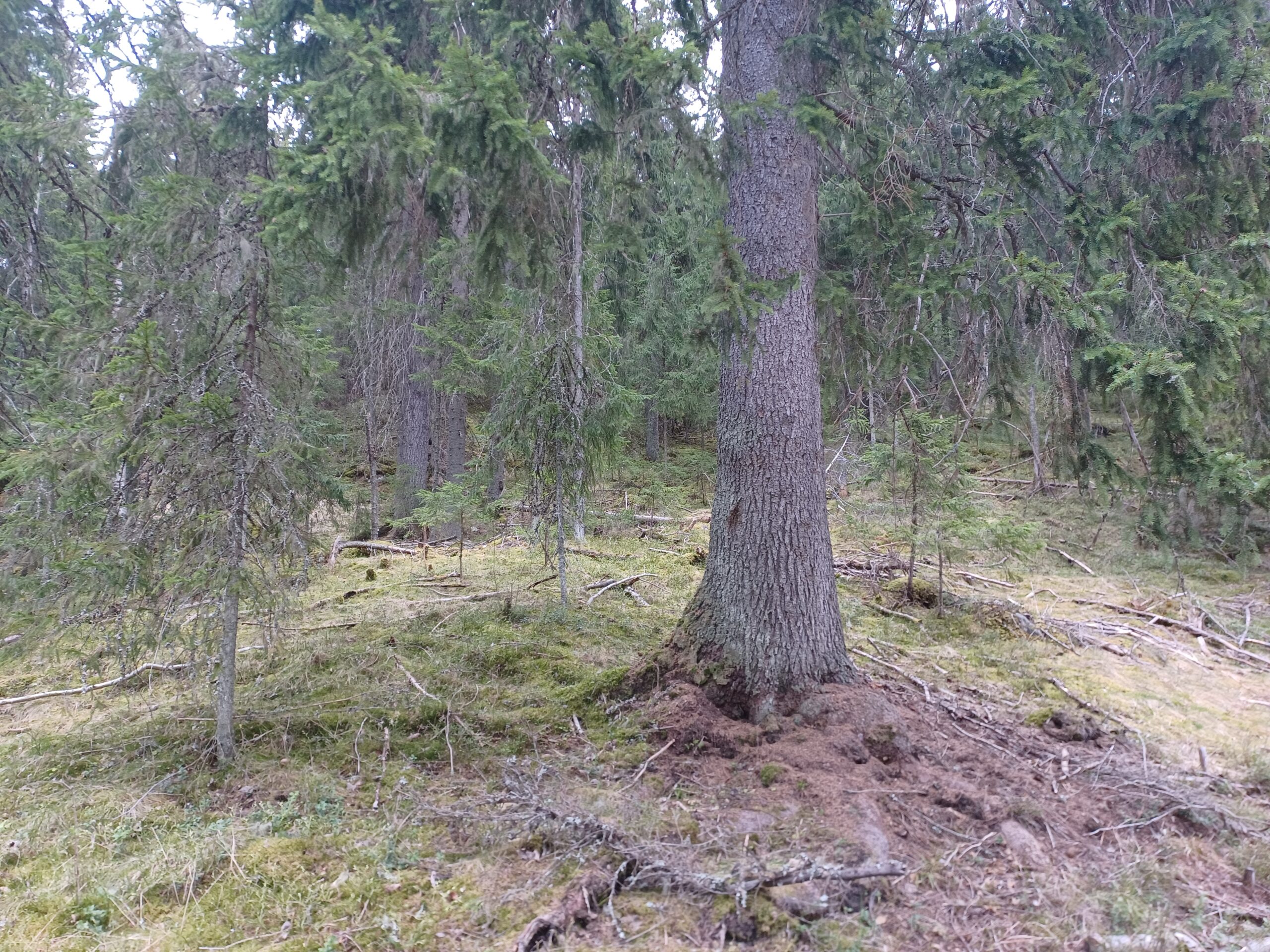 Pine tree trunk in Finnish boreal forest showing characteristic bark texture of mature Pinus sylvestris in natural undisturbed forest ecosystem