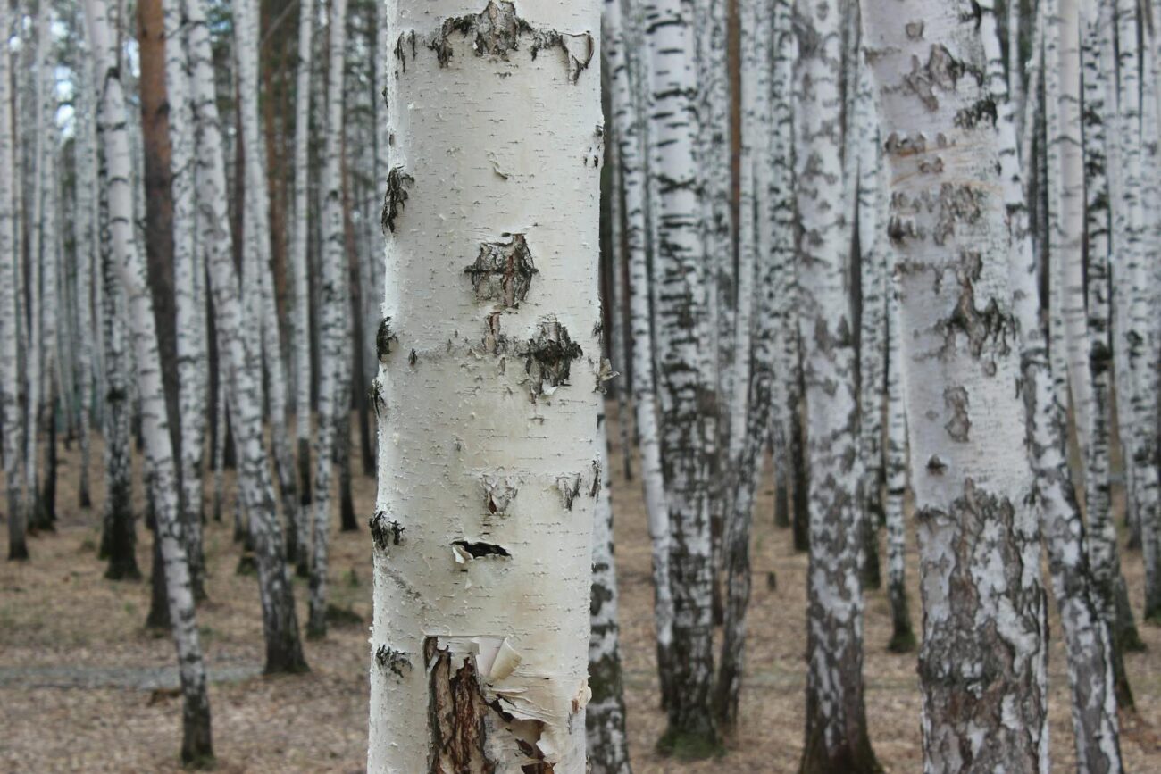 Silver birch trunks showing the distinctive white bark in a birch stand.