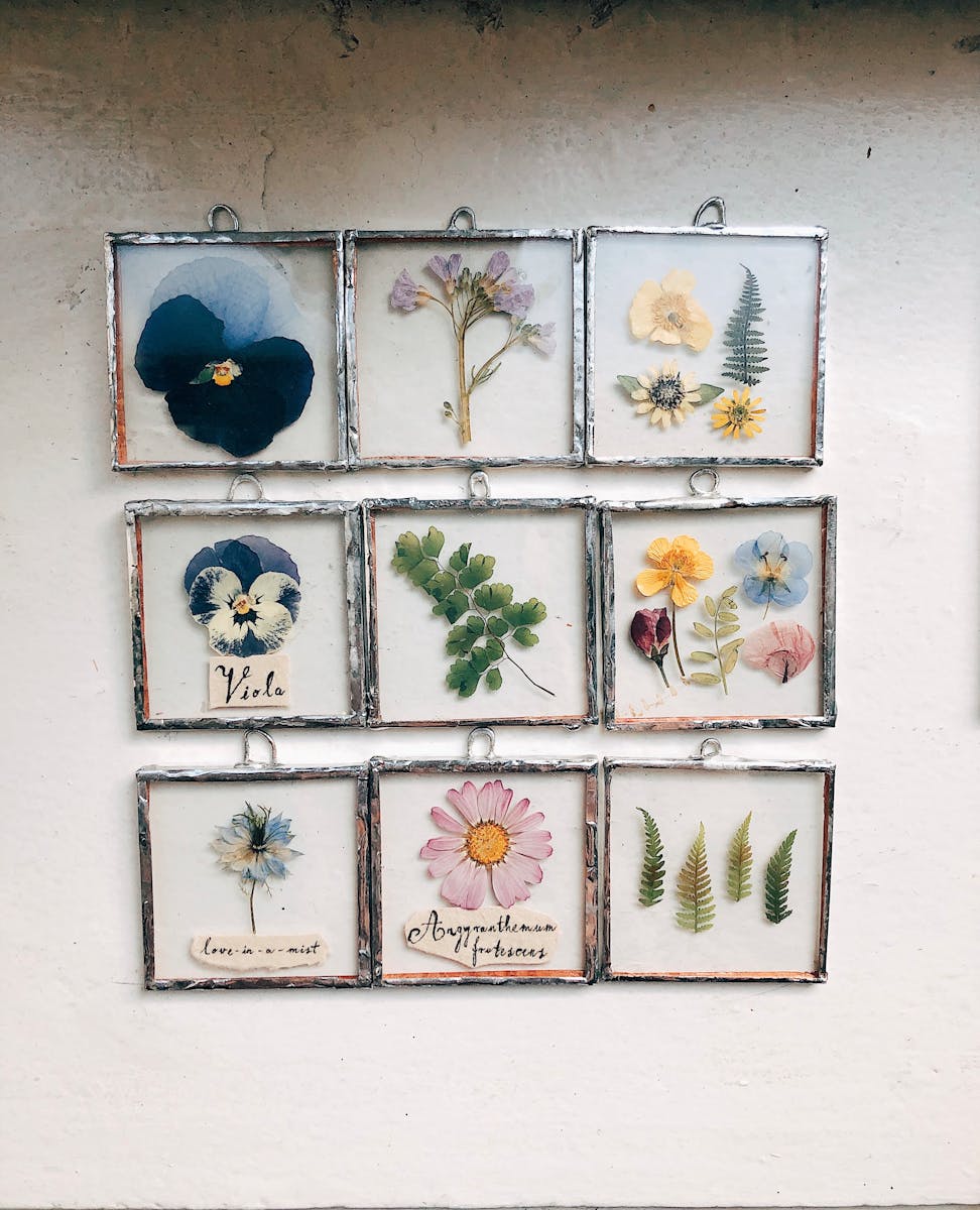 A grid of framed pressed flower and fern specimens, several labelled with their names.