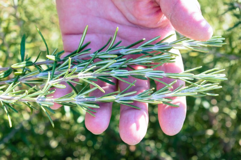 The Beauty of Plants: How a Lifelong Study Opened My Eyes.