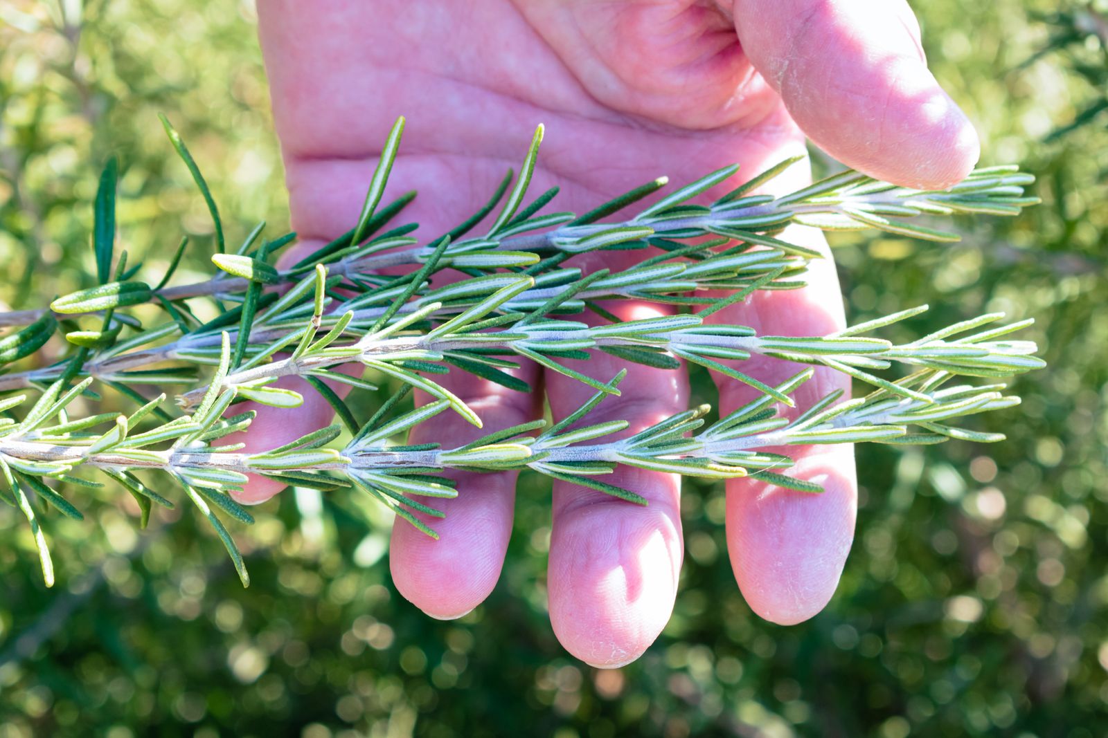 A hand holding a fresh sprig of rosemary outdoors.
