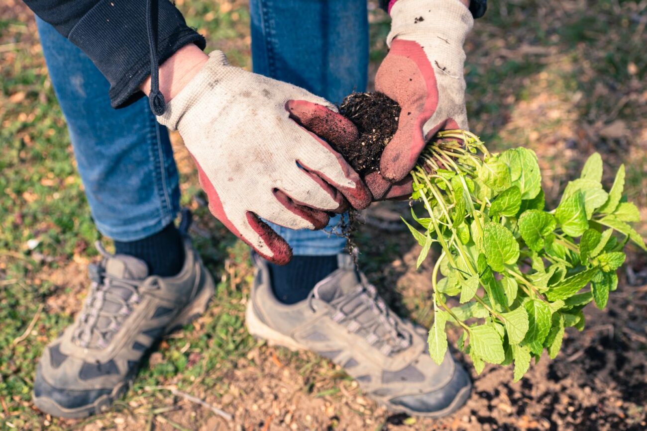 Fresh aromatic herbs being harvested in a garden in the morning showing peak essential oil concentration timing