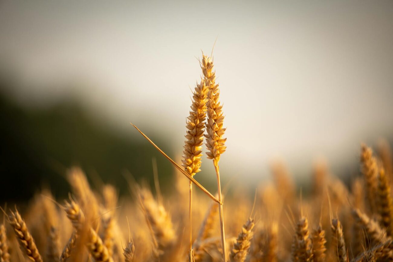 Two ripe wheat ears standing in a golden field at sunset." Title attribute: "Domesticated wheat founder crop.