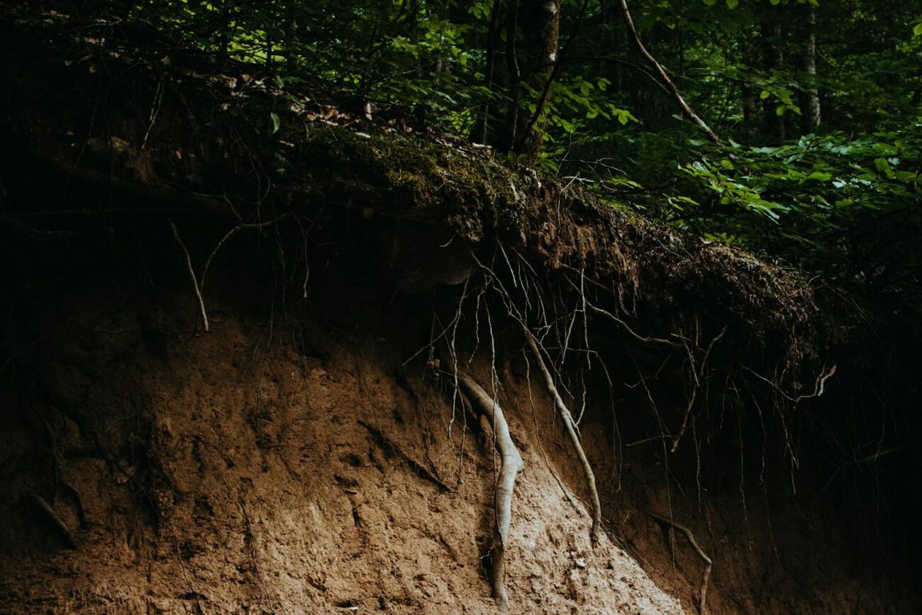 Exposed forest soil profile showing organic topsoil layer with roots and moss above sandy mineral subsoil representing natural carbon storage layers