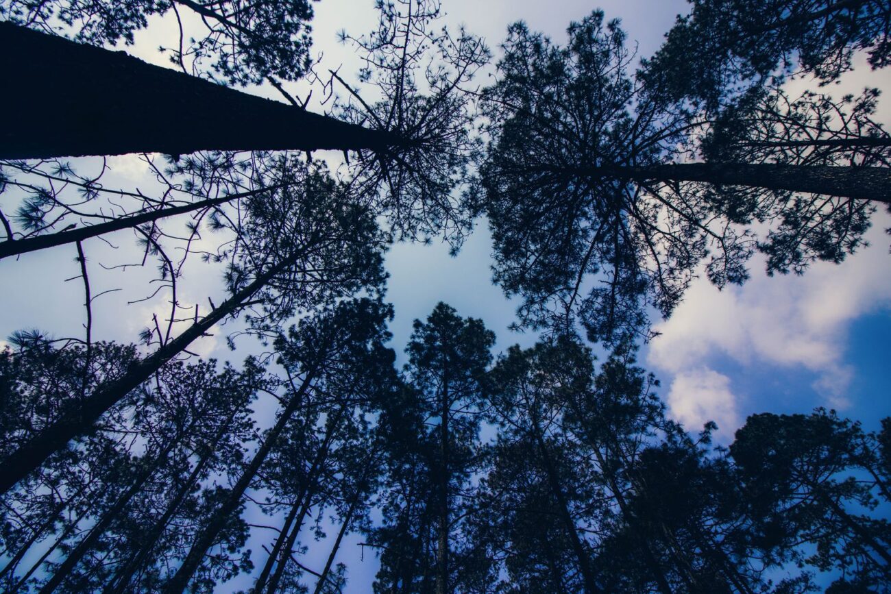 Looking up at the canopy of tall pine trees against a blue sky.