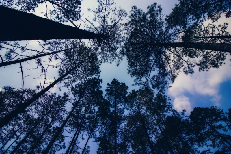 What Phytoncides Are, and When a Forest Releases Them.