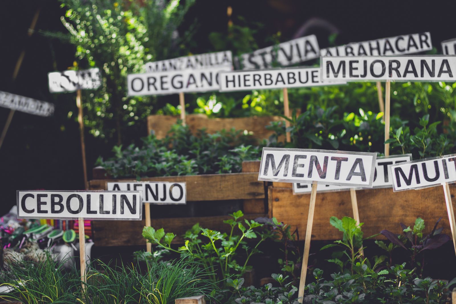 Herb garden with plant name labels in Spanish showing oregano menta manzanilla and other common names illustrating how plant identification varies by language and region compared to universal Latin binomial nomenclature system where Mentha and Origanum remain consistent across all languages and borders