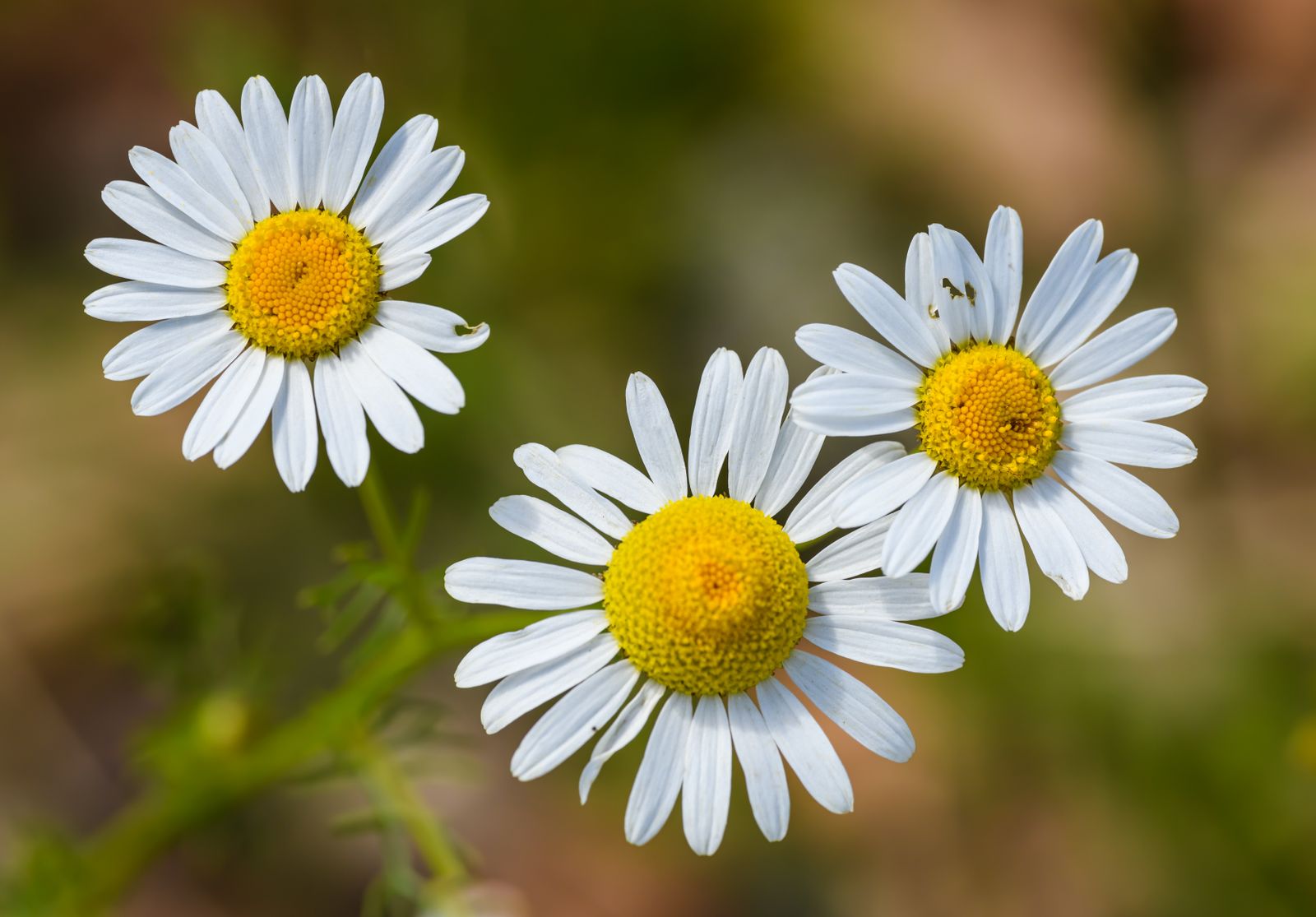 Chamomile flowers with white petals and domed yellow centres.