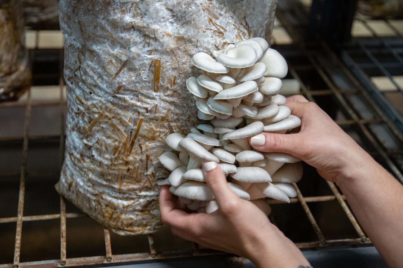 Hands harvesting a cluster of oyster mushrooms Pleurotus ostreatus from a colonised straw grow bag