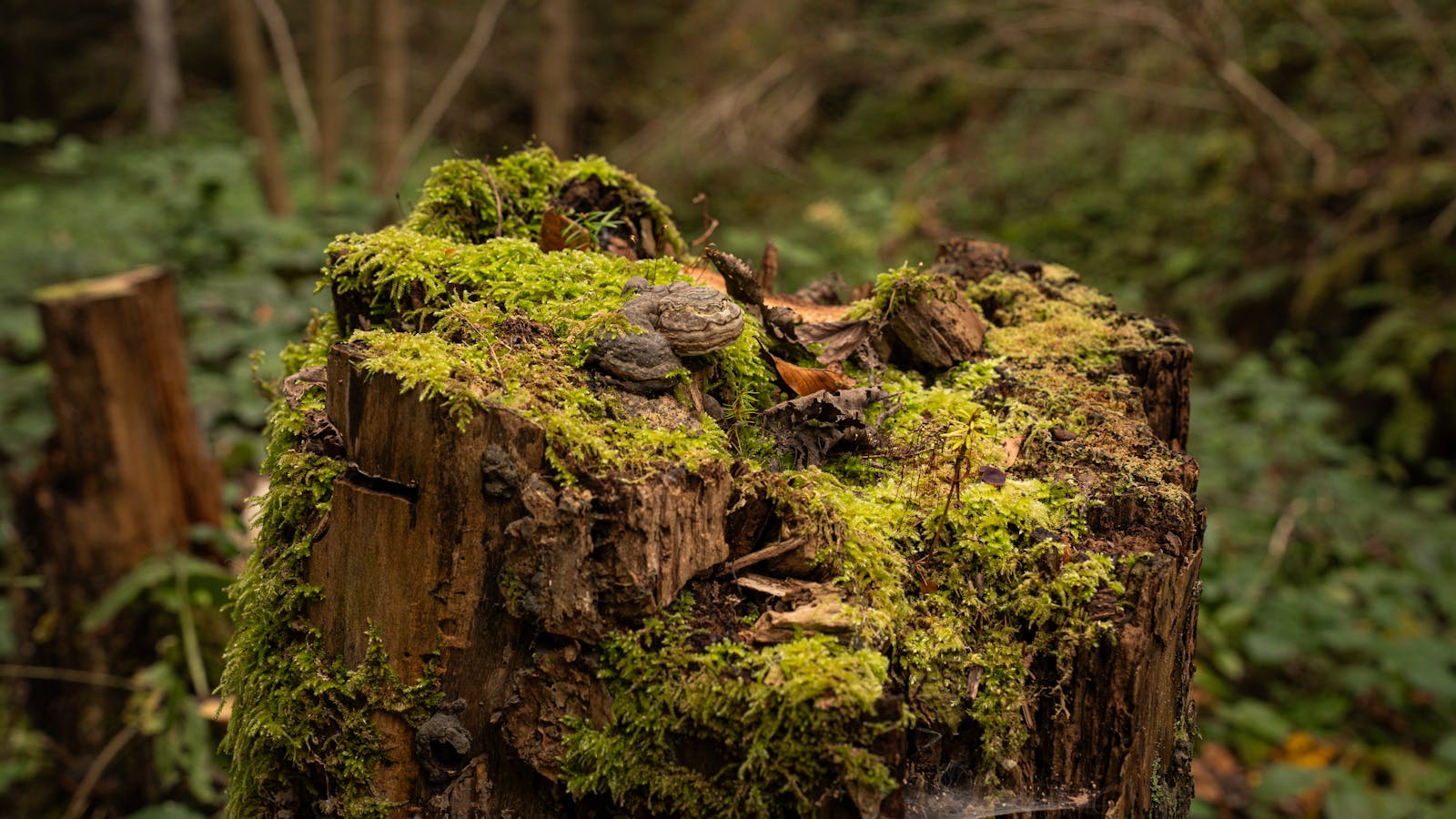A moss-covered tree stump with a bracket fungus growing on it in woodland.