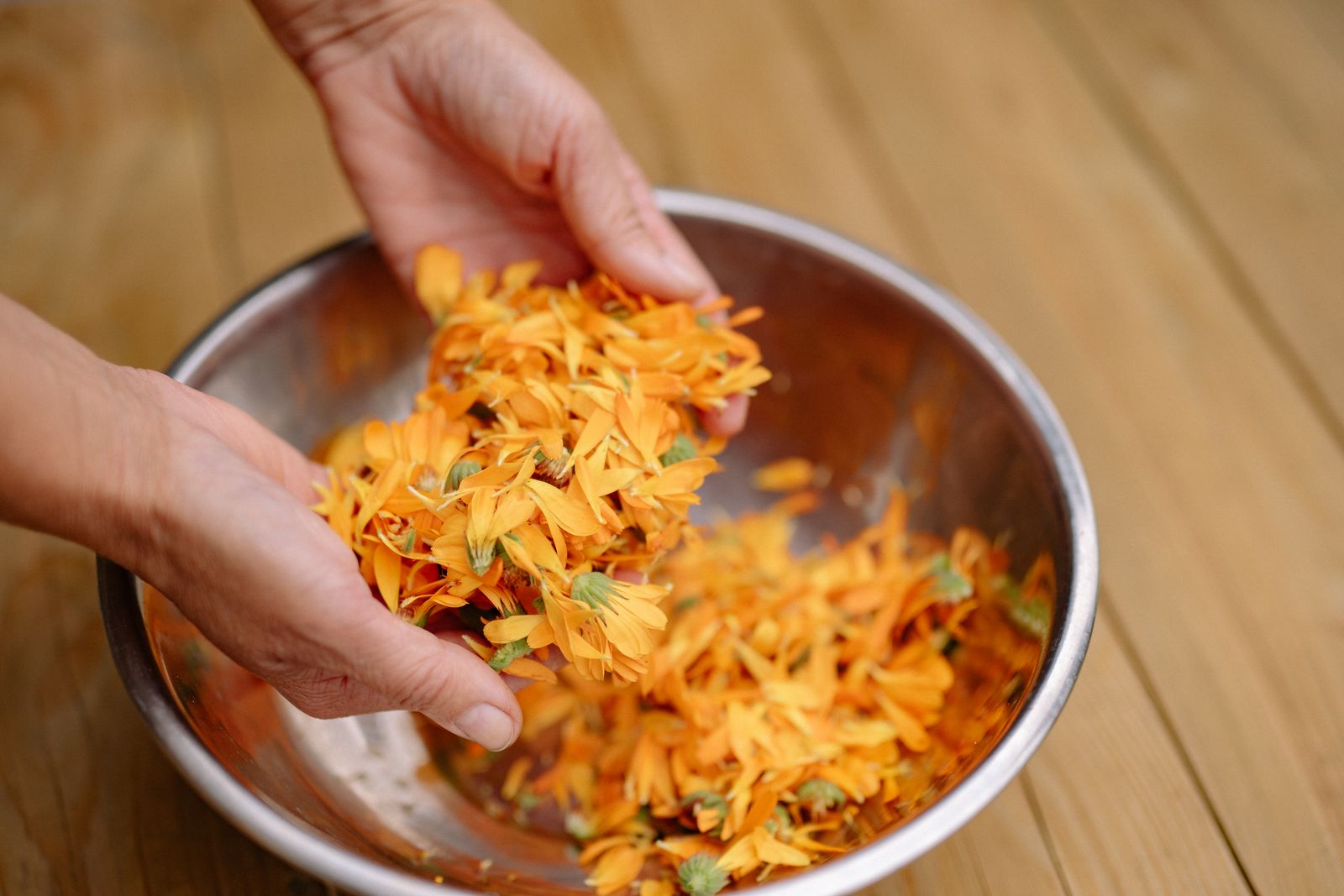 Hands holding dried calendula officinalis petals over a bowl showing the orange flavonoid and triterpenoid rich flowers used in herbal skincare preparations