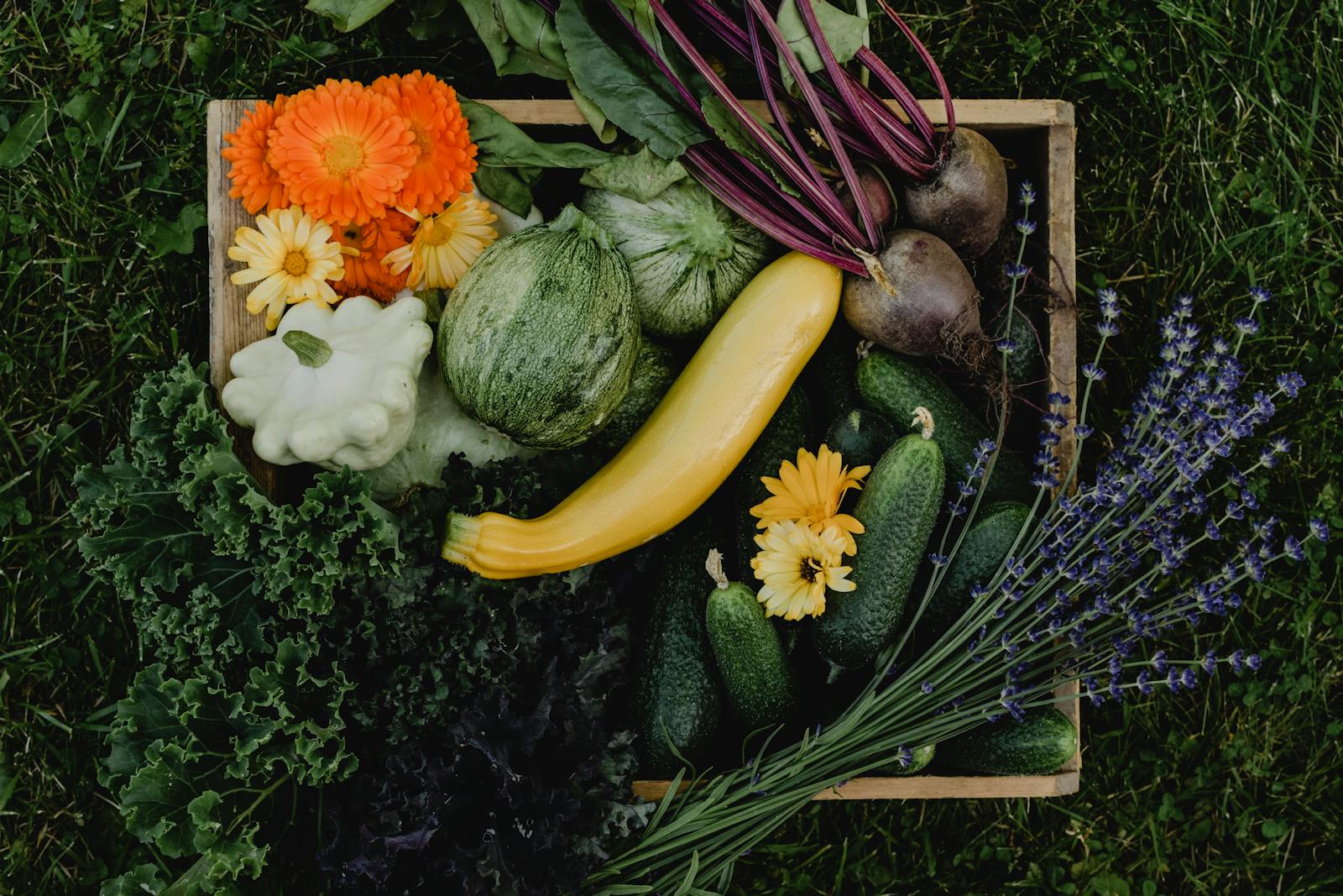 Diverse harvest of botanical crop species in wooden crate showing calendula Calendula officinalis lavender Lavandula cucumbers Cucumis sativus beetroot Beta vulgaris kale Brassica oleracea and squash Cucurbita representing multiple plant families where shared genus classification reflects common evolutionary ancestry and biosynthetic pathways