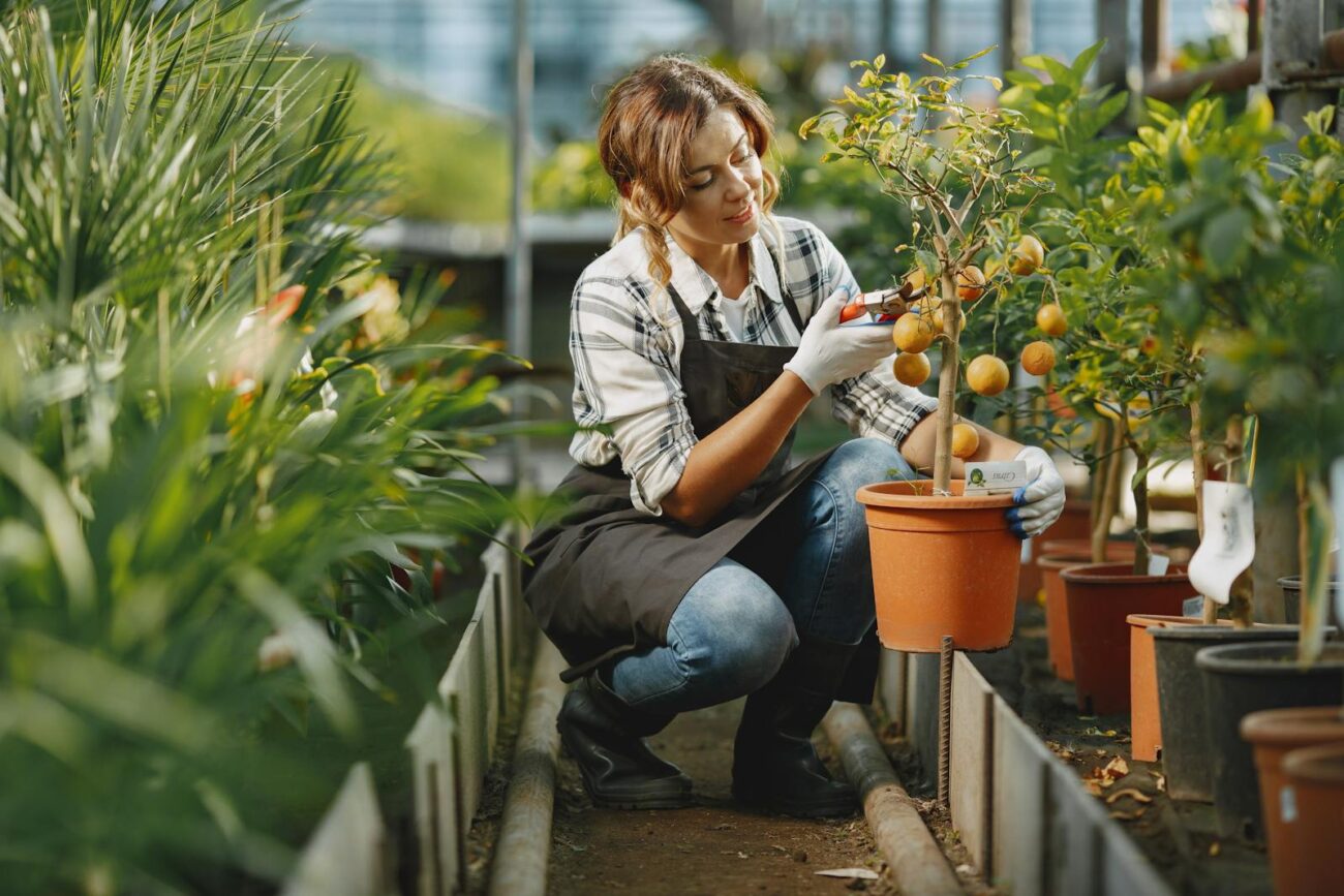 A nursery worker tending a potted citrus tree full of fruit in a greenhouse