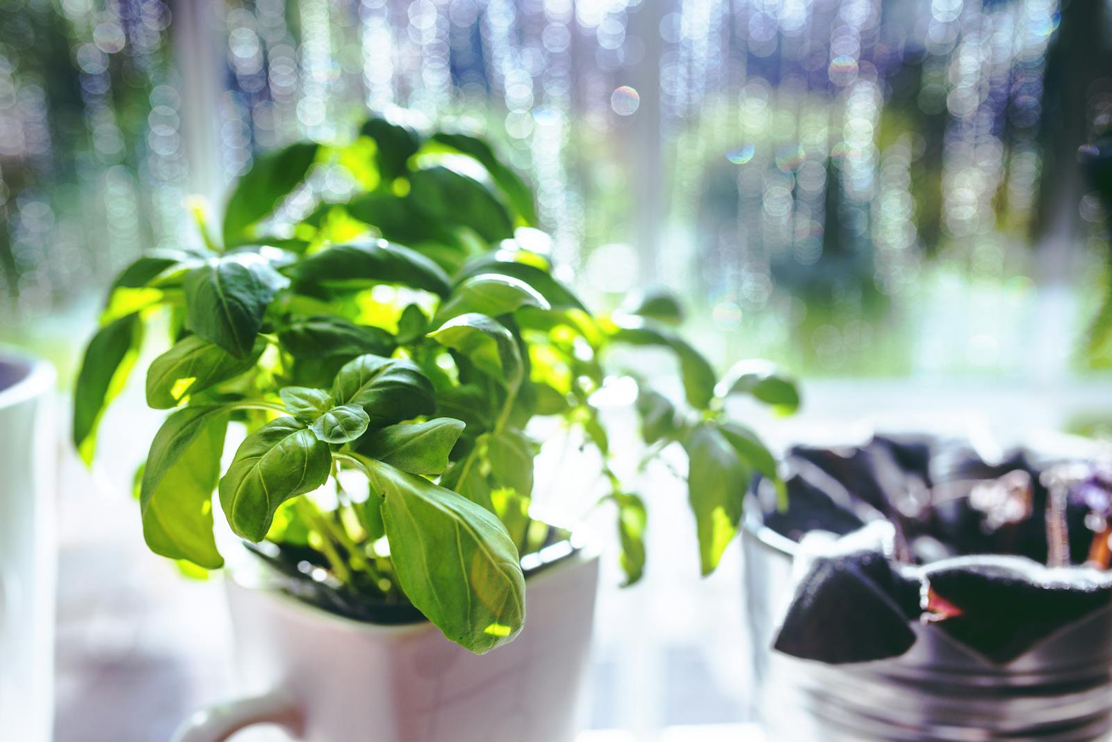 Potted basil Ocimum basilicum growing on a bright windowsill beside a window