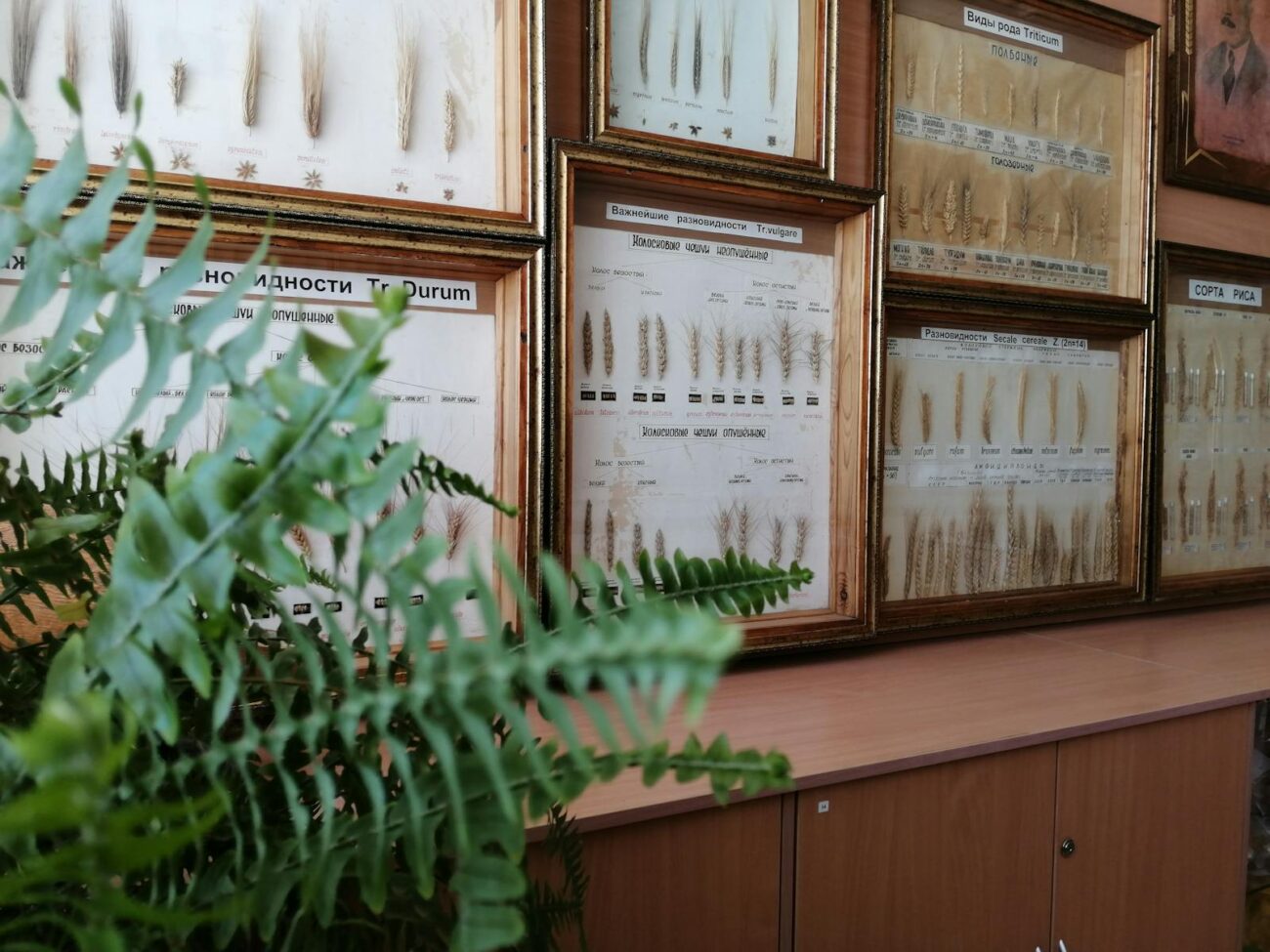 Framed and labelled botanical specimen collection showing classified cereal plants including Triticum and Secale cereale