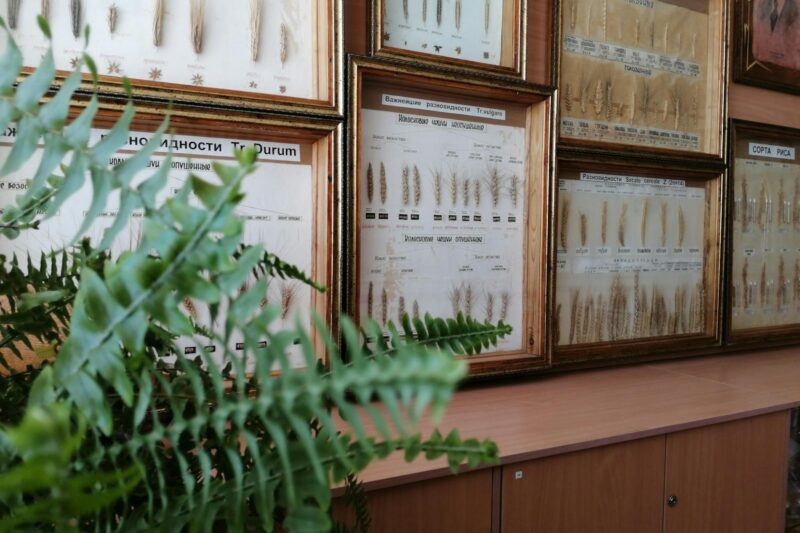 How Plant Classification Works, the Way I Learned to Do It.