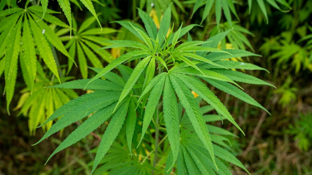 Green cannabis hemp plants growing with their distinctive serrated leaves.