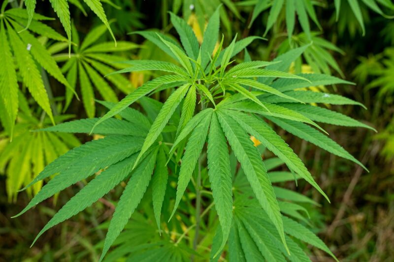 How the Cannabis Plant Makes CBD, and Why CBD and THC Are Different.
