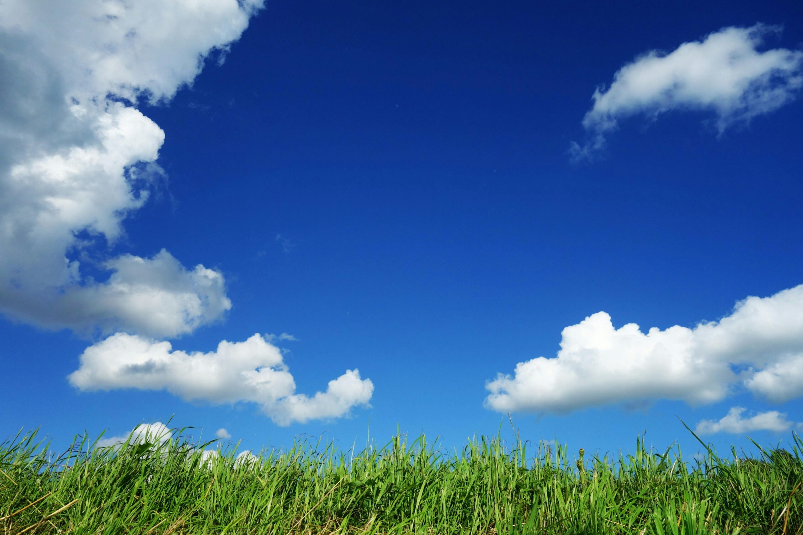Clear blue sky above a green forest landscape