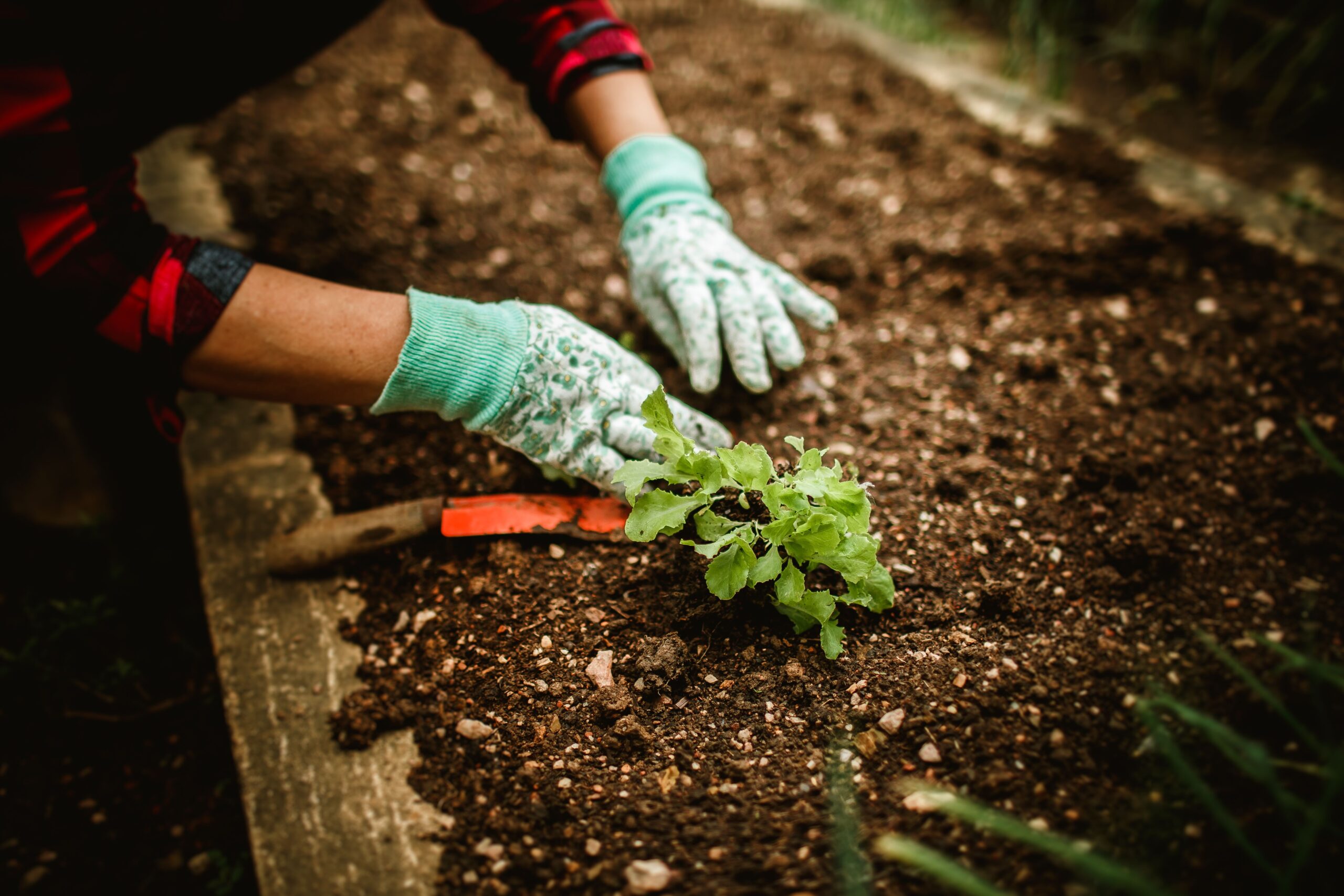 Gardener planting seedlings using hand tools in healthy soil
