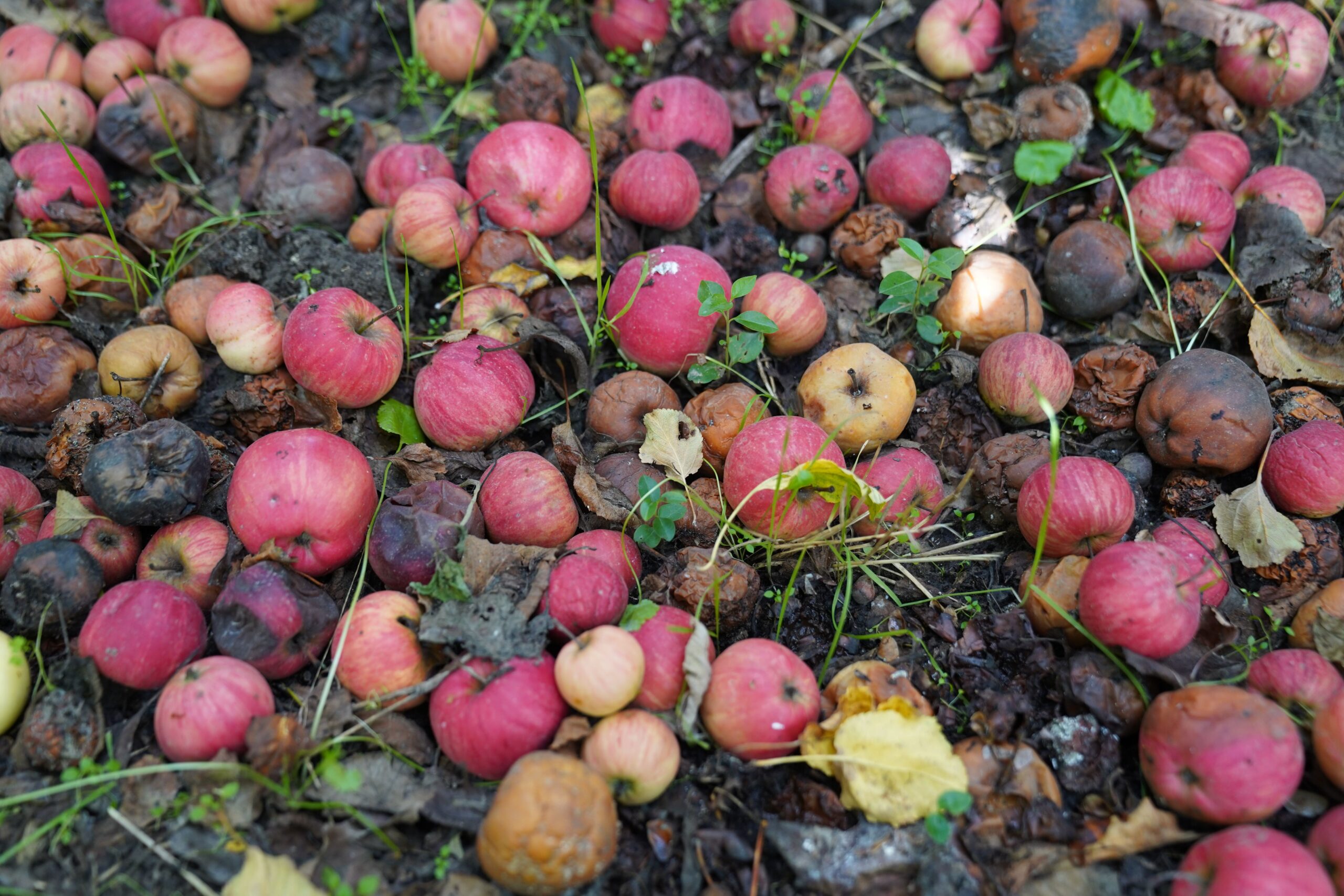 Organic food scraps being added to a garden compost bin