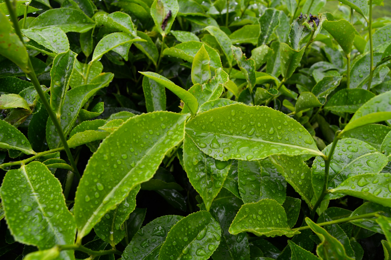Fresh green Camellia sinensis tea leaves growing on the plant.