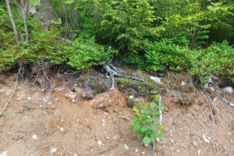 What the Forest Floor Smell Is Made Of.