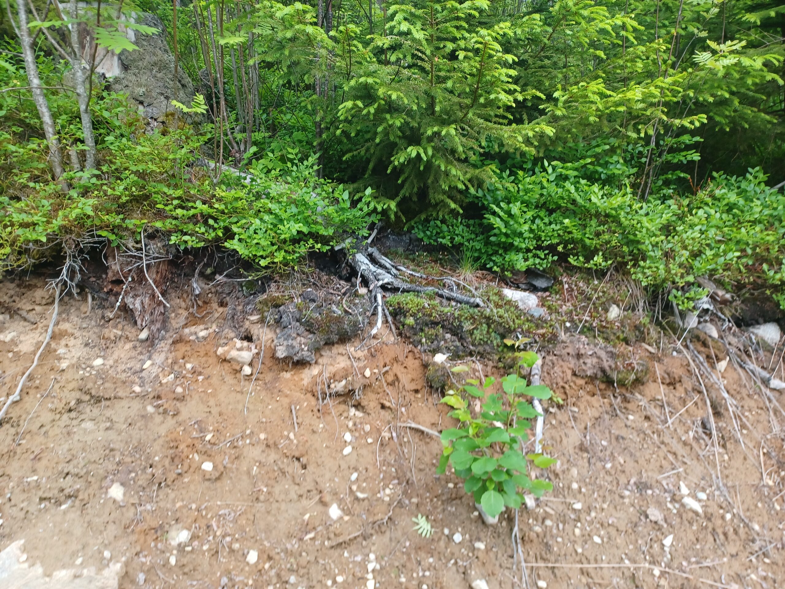 A forest edge where bare disturbed soil meets mossy ground with exposed roots and undergrowth.