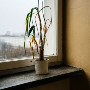 What's Wrong With My Plant diagnosis guide cover